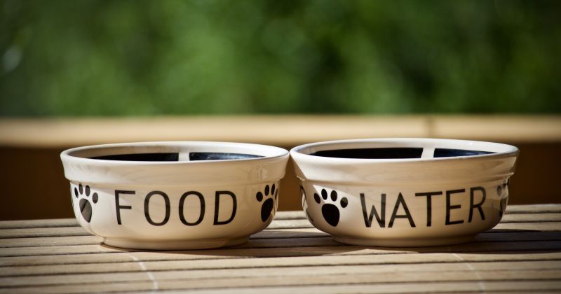 Kokneses pagastā no mājām izņemti pieci novārdzināti suņi