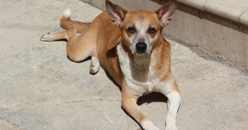 Līvānos pieaug klaiņojo&scaron;u suņu skaits