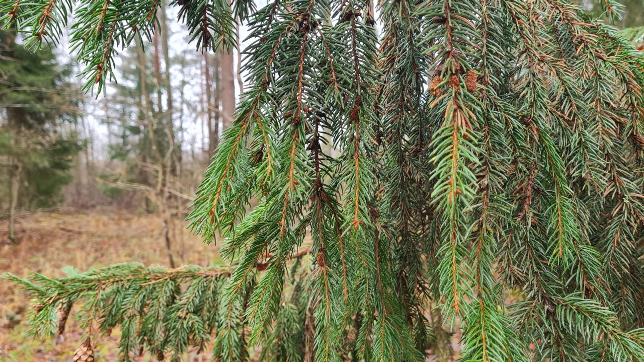 Mizgrauža bojājumu ierobežošanai no 1.aprīļa būs ārkārtējā situācija 230 pagastos