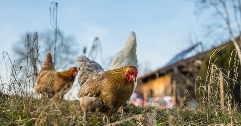 No aprīļa mājputnu saimniecībās būs jāievēro pastiprinātas biodro&scaron;ības prasības