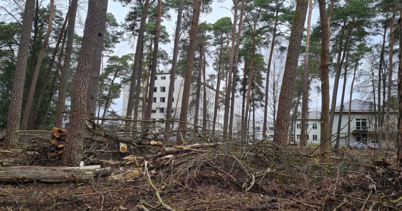 Izzāģē kokus pie Jēkabpils reģionālās slimnīcas