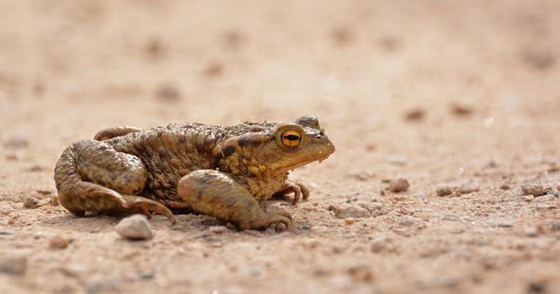 Brīvprātīgos aicina iesaistīties krupju glāb&scaron;anas kampaņā
