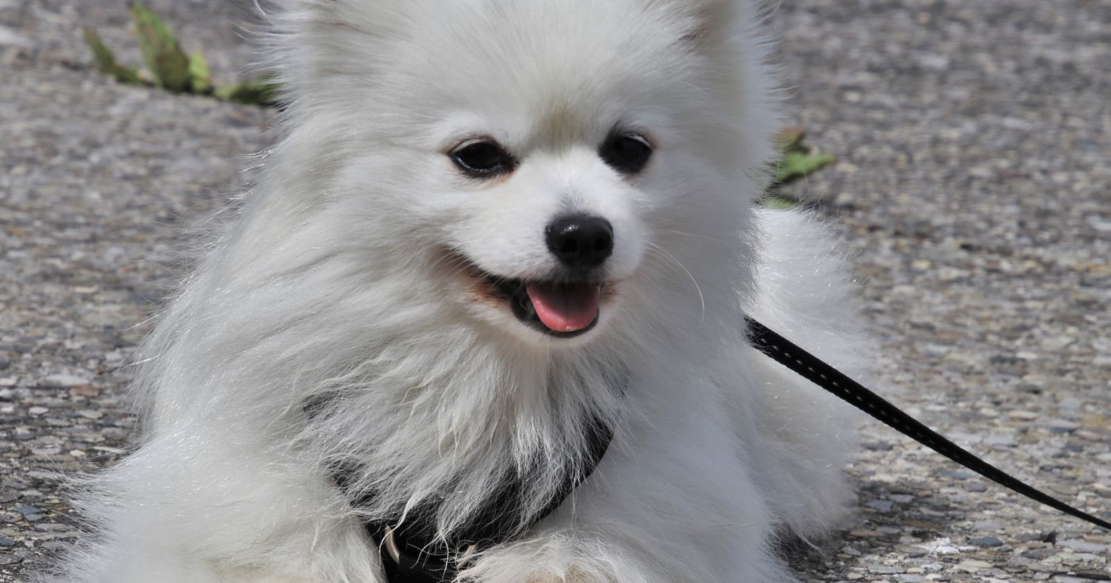 Jēkabpils dzīvnieku patversmē notiks pirmās brīvprātīgo palīgu apmācības