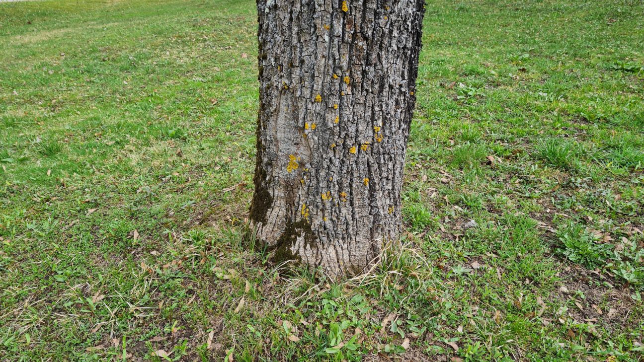 Aktuāli par koku zāģēšanu un stādīšanu Jēkabpils novadā