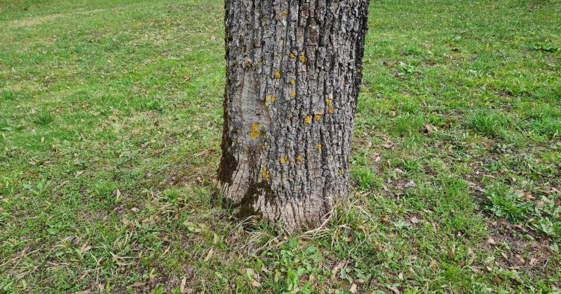 Aktuāli par koku zāģē&scaron;anu un stādī&scaron;anu Jēkabpils novadā