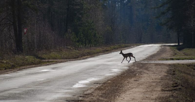 Policija atgādina &ndash; autovadītājiem jāuzmanās no meža zvēriem