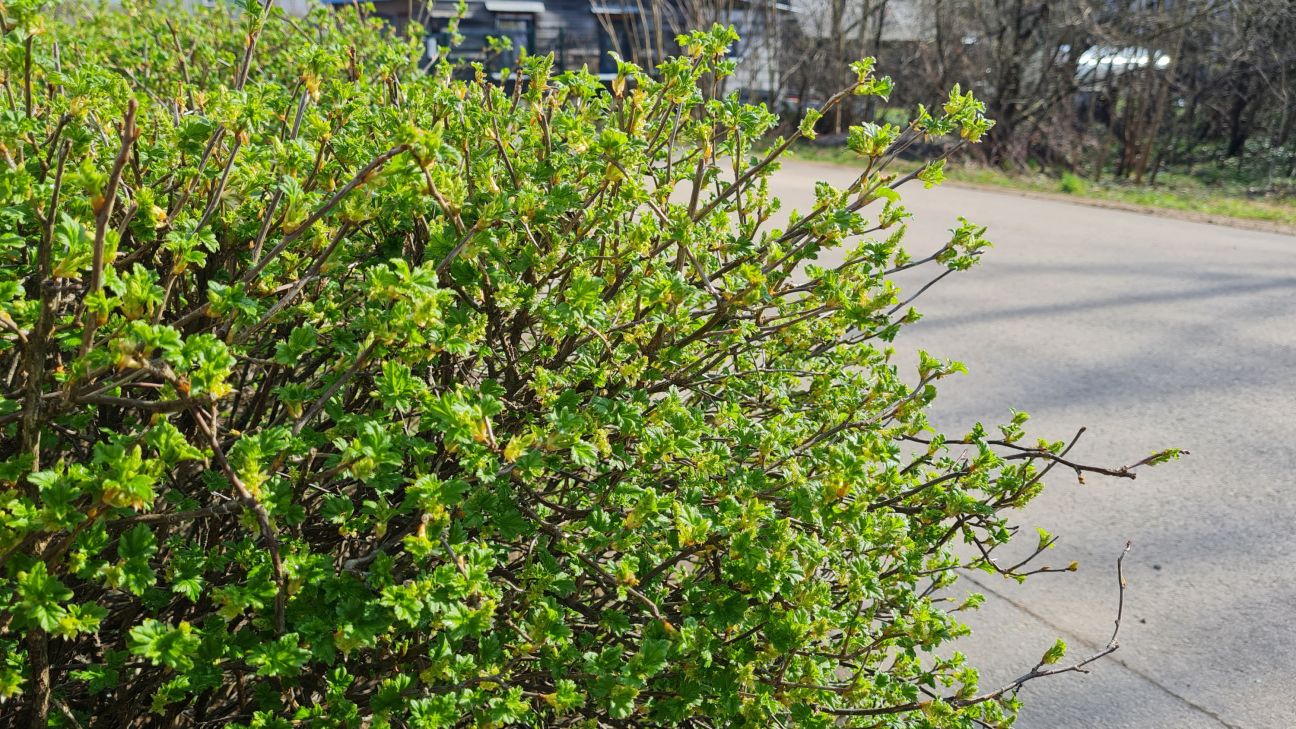 SIA “Jēkabpils pakalpojumi” piedāvā koku un krūmu zaru nodošanu bez maksas