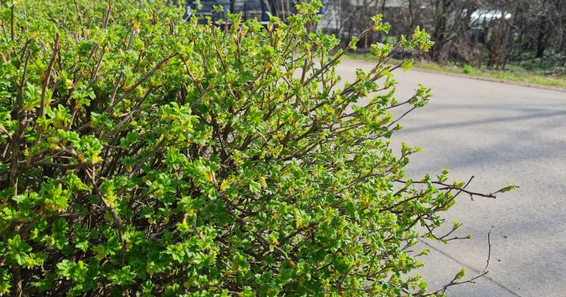 SIA &ldquo;Jēkabpils pakalpojumi&rdquo; piedāvā koku un krūmu zaru nodo&scaron;anu bez maksas