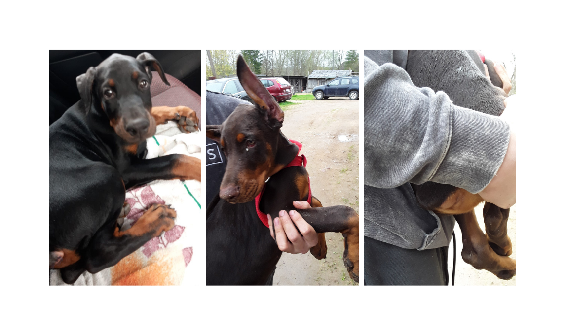 Jēkabpils pusē veikta nelikumīga suņu astu un ausu apgriešana