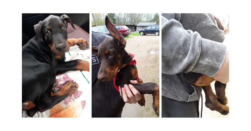 Jēkabpils pusē veikta nelikumīga suņu astu un ausu apgrie&scaron;ana