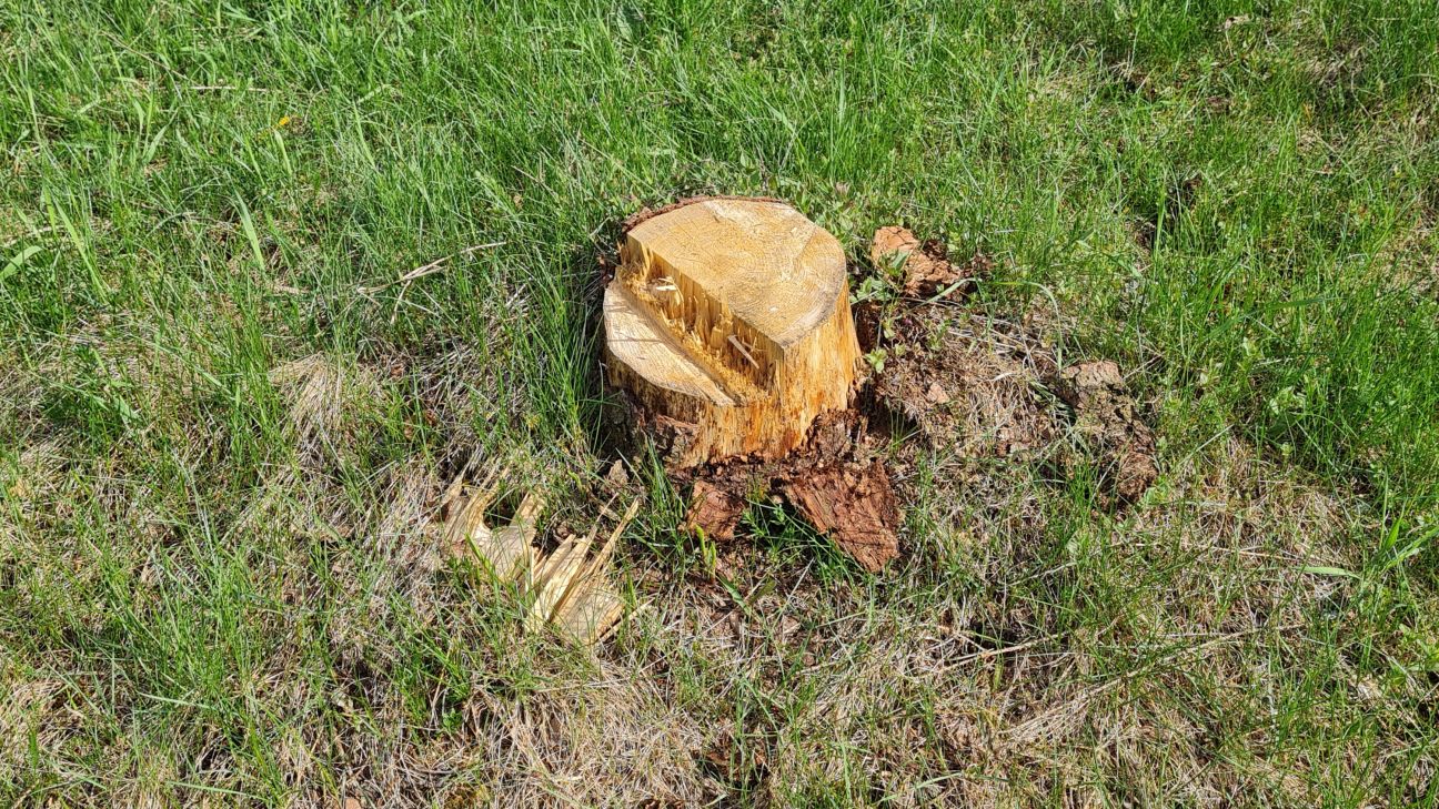 Jēkabpils Mežaparkā šogad izzāģēti 135 kubikmetri koksnes