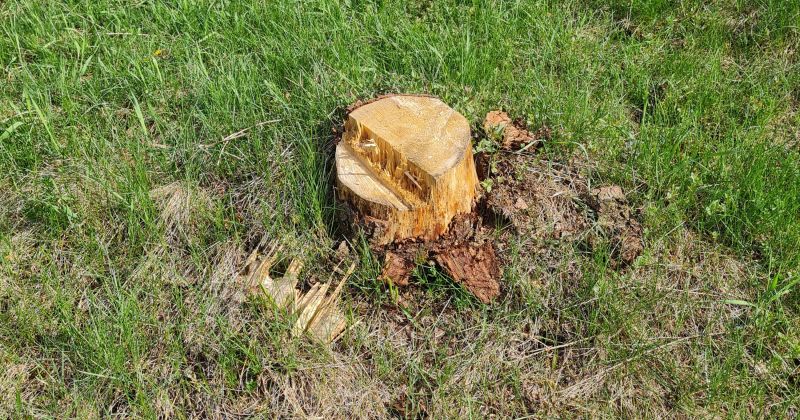 Jēkabpils Mežaparkā &scaron;ogad izzāģēti 135 kubikmetri koksnes