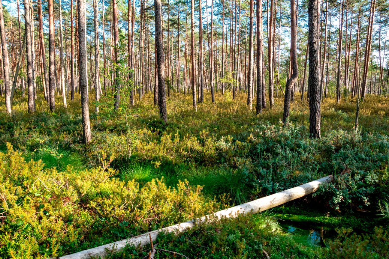 Daudzeses pagastā purvā apmaldās cilvēks
