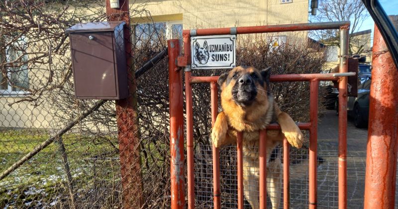 &Scaron;ogad fiksēti se&scaron;i suņu uzbrukumi pastniekiem