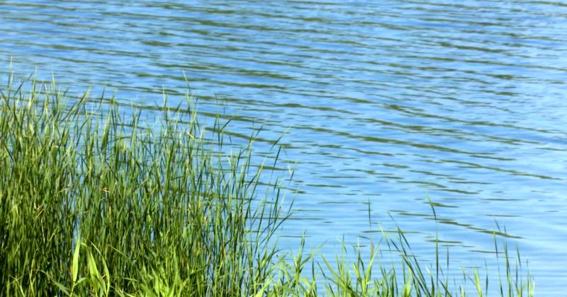 Krustpils pagastā no dīķa izcelts miris cilvēks