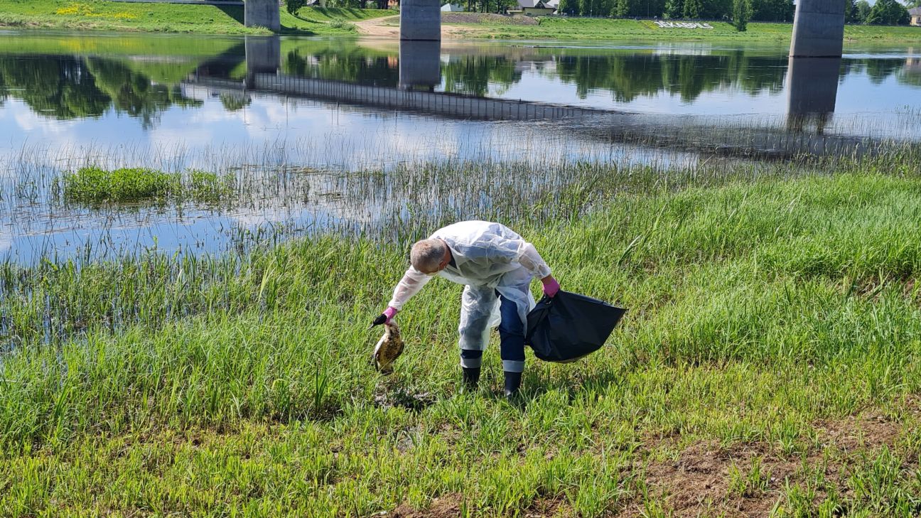 Daugavā atrastajai gaurai nav putnu gripas