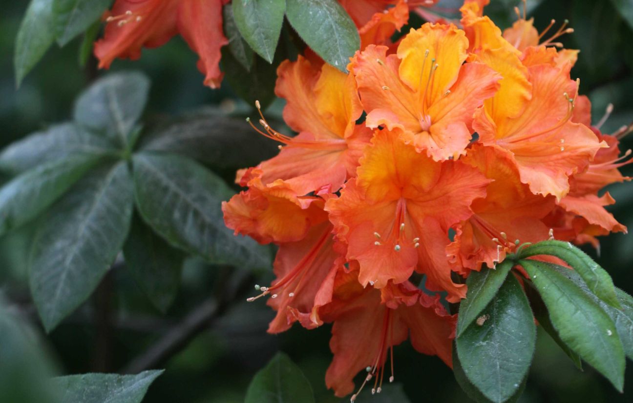 Jēkabpilī ieskandinās Dziesmu svētkus un stādīs svētkiem veltītu košumkrūmu