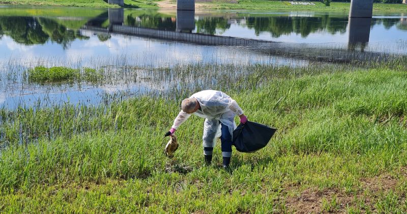 Daugavā atrastajai gaurai nav putnu gripas