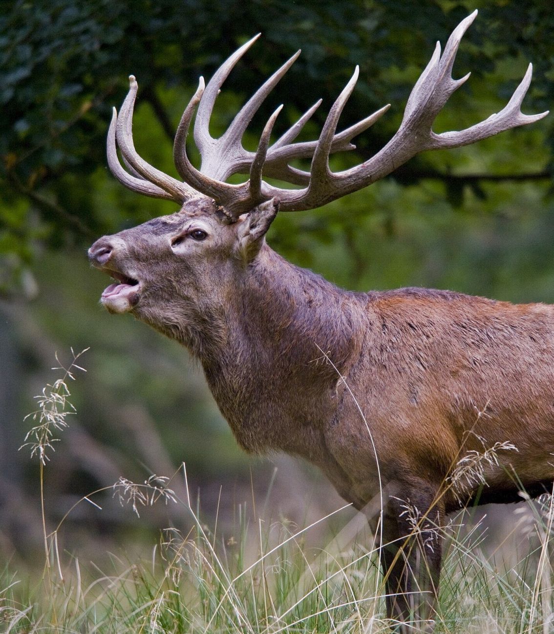Dignājas pagastā aizdomas par nelikumīgām medībām