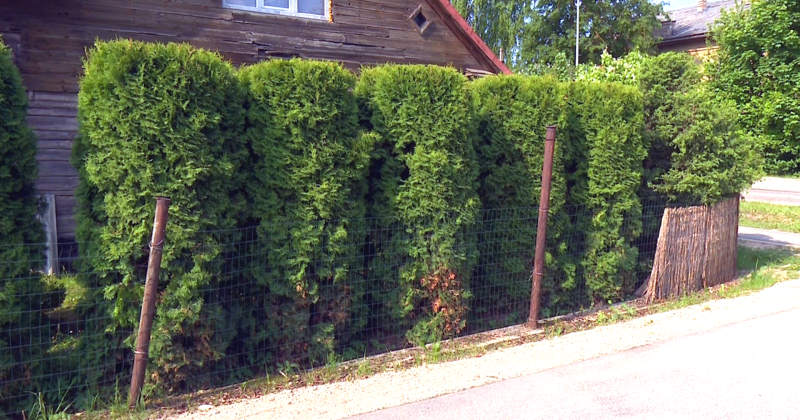 Turpinās nebū&scaron;anas Krāces ielā &ndash; iedzīvotāja sūdzas par sabojātu dzīvžogu