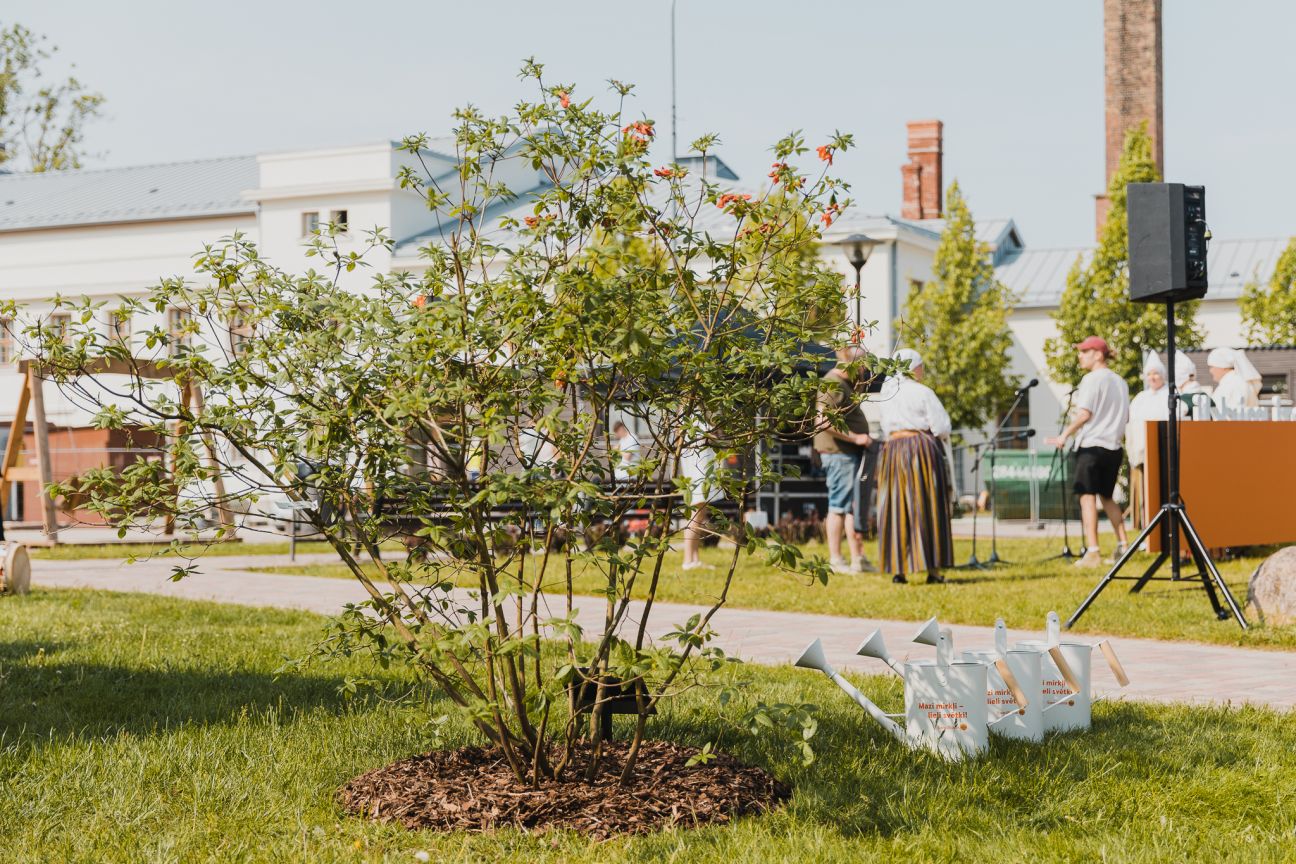 Jēkabpilī iestāda Dziesmu svētkiem veltītu rododendru