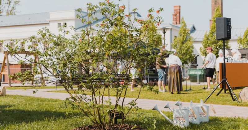 Jēkabpilī iestāda Dziesmu svētkiem veltītu rododendru