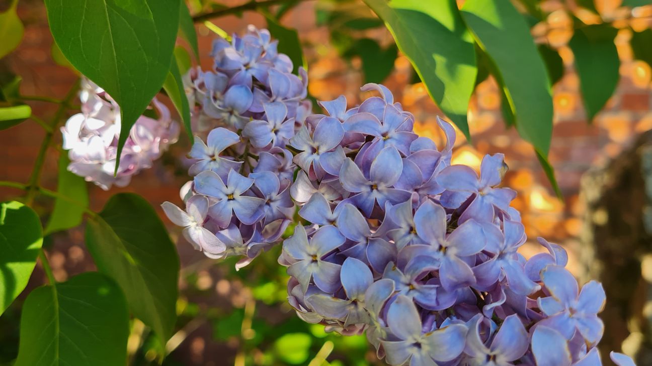Jēkabpils novada skolās – izlaidumu laiks