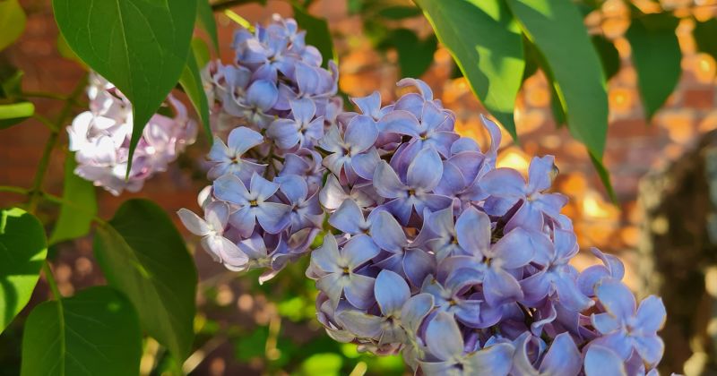 Jēkabpils novada skolās &ndash; izlaidumu laiks