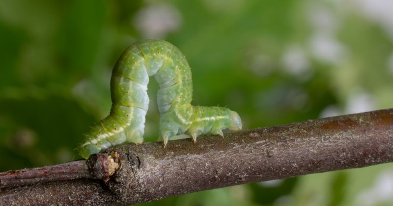 Bērzu audzēs savairoju&scaron;ies lapu grauzēju kaitēkļi