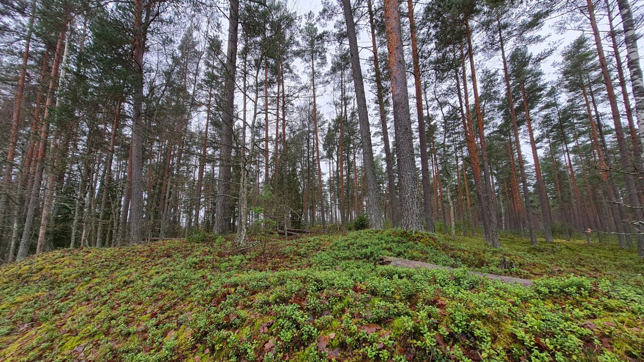 Izsludināta pieteikšanās konkursam “Sakoptākais mežs 2023”