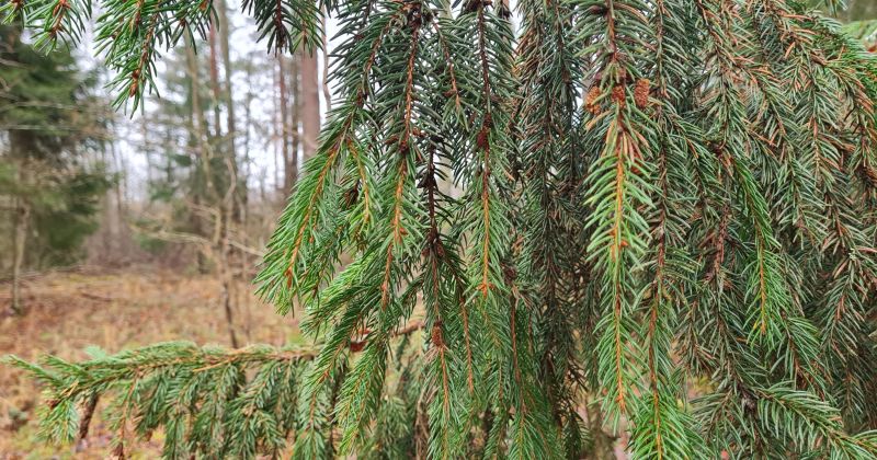 Valsts meža dienests rosina turpināt egļu astoņzobu mizgrauža izplatības ierobežojo&scaron;os pasākumus