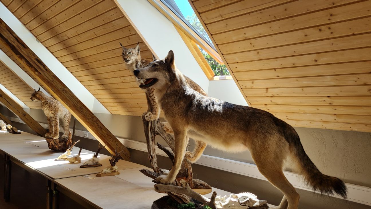 Medību trofeju izstādē Koknesē skatāmi galvaskausi, ragi un dzīvnieku izbāzeņi