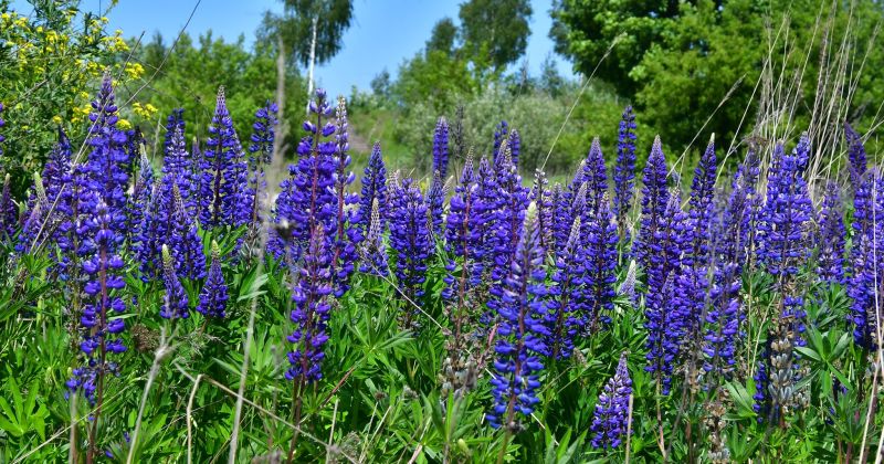 Aicina ievākt lupīnas, lai mazinātu to izplatību