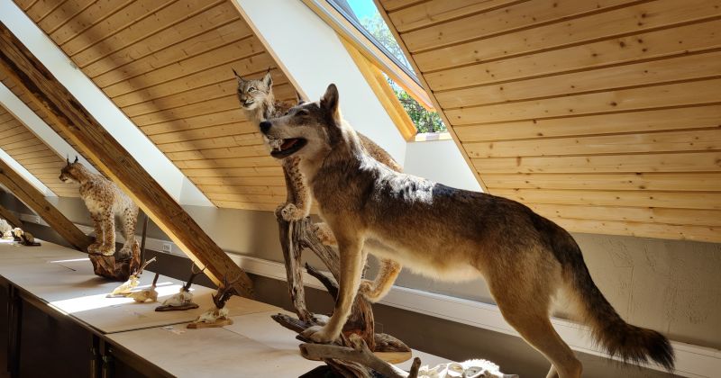Medību trofeju izstādē Koknesē skatāmi galvaskausi, ragi un dzīvnieku izbāzeņi