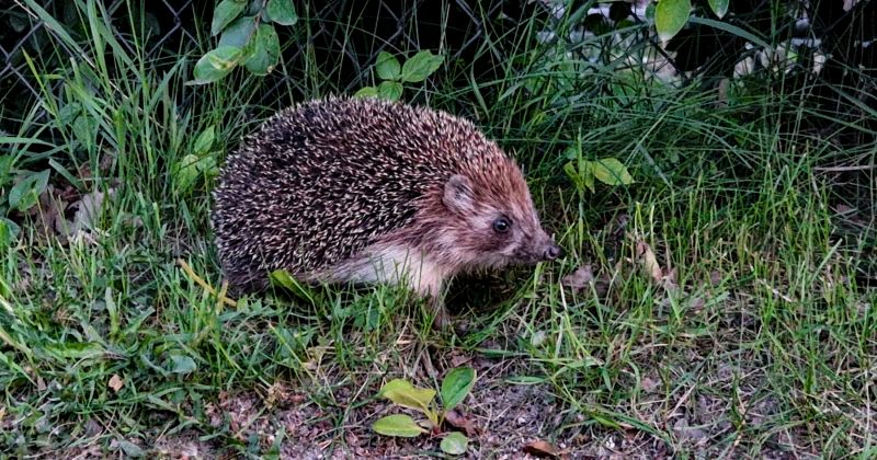Atgādina par pareizu rīcību, sastopot savvaļas dzīvnieku
