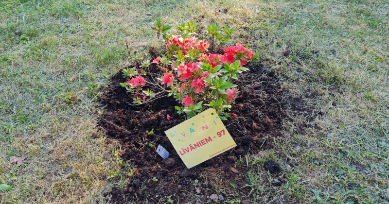 Par godu Līvānu 97.dzim&scaron;anas dienai turpina rododendru parka izveidi