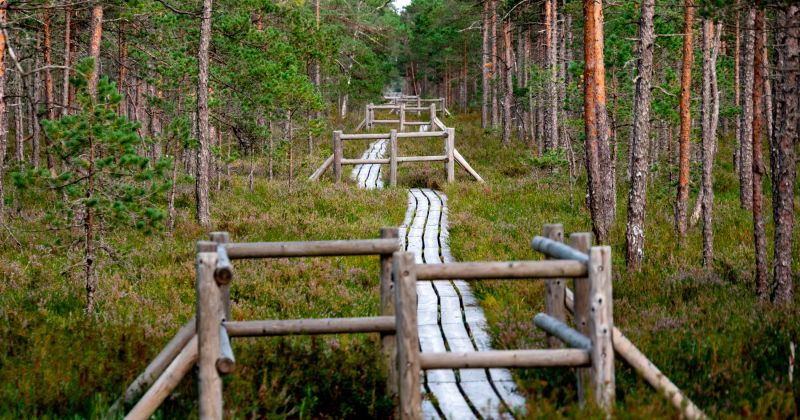 Iespēja bez maksas apmeklēt Teiču un Krustkalnu dabas rezervātus