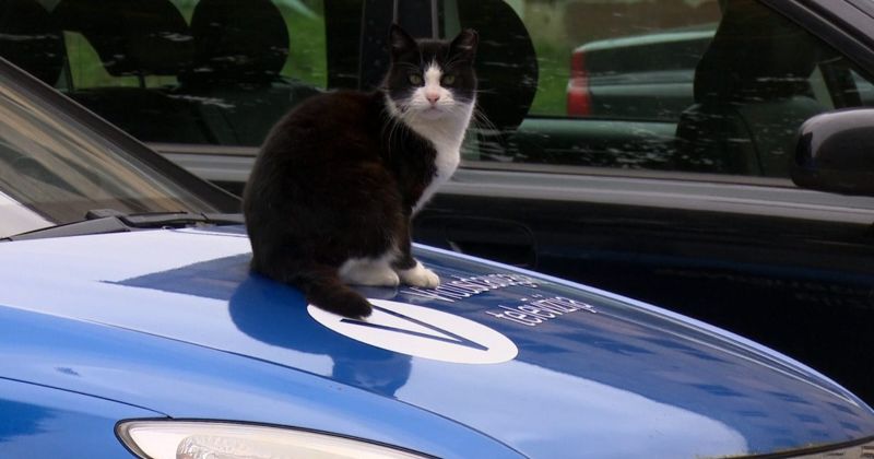 SIA "Vidusdaugavas televīzija" dodas atvaļinājumā