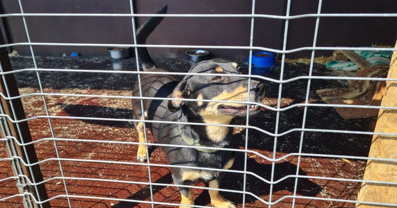 Aicina ziedot segas un pledus Jēkabpils Dzīvnieku patversmei