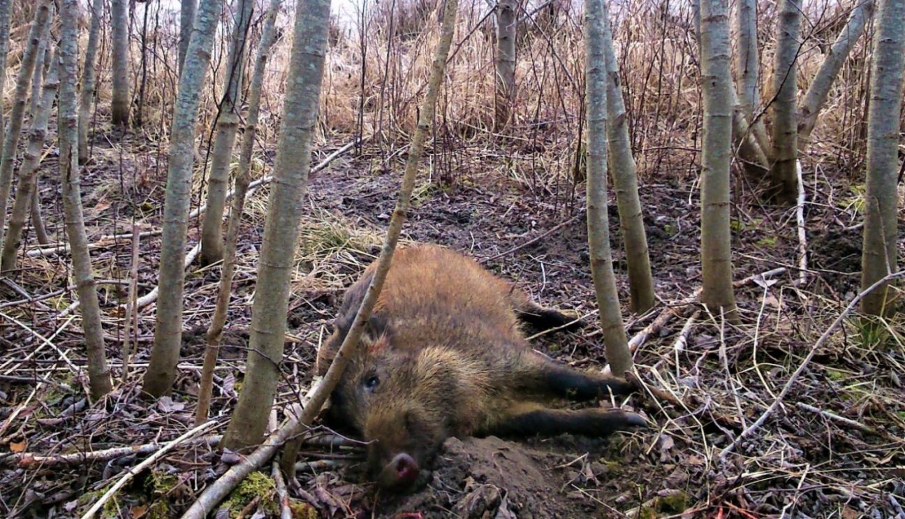 Pieaug saslimstība ar cūku mēri