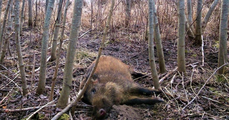 Pieaug saslimstība ar cūku mēri