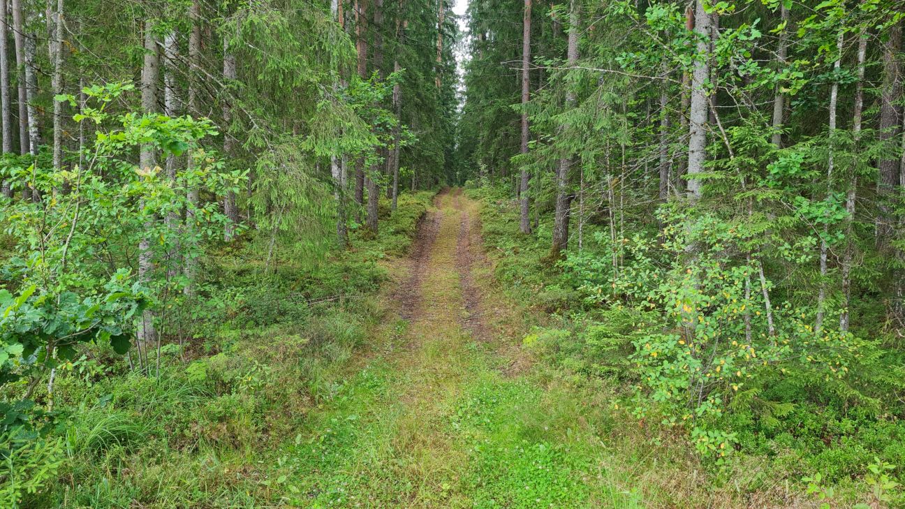 Meža īpašniekus aicina apsekot egļu audzes