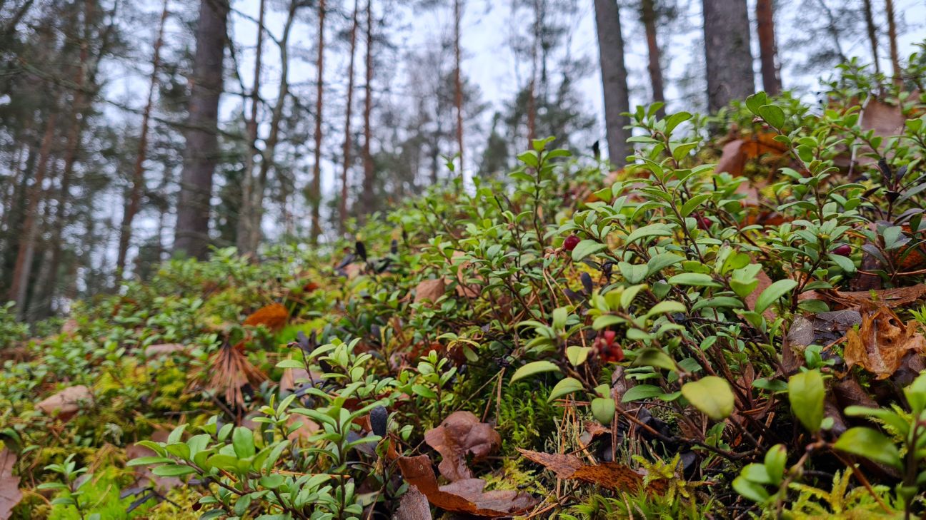 VUGD aicina sēņot, ogot un pastaigāties mežā pārdomāti