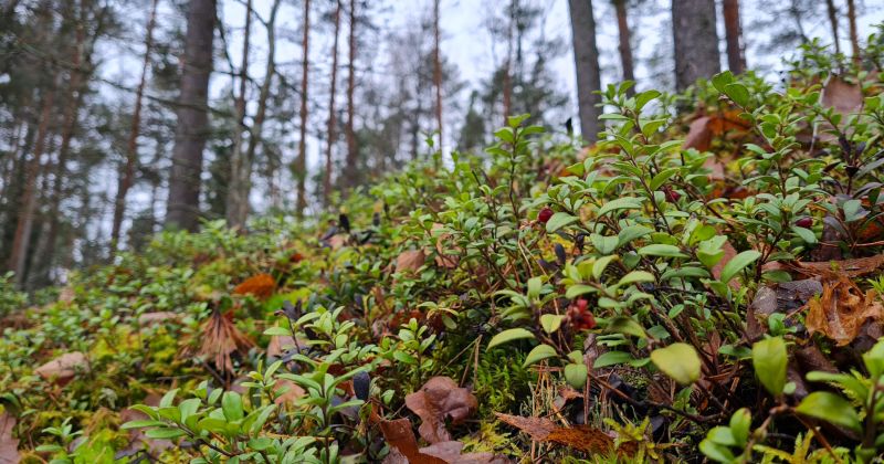 VUGD aicina sēņot, ogot un pastaigāties mežā pārdomāti