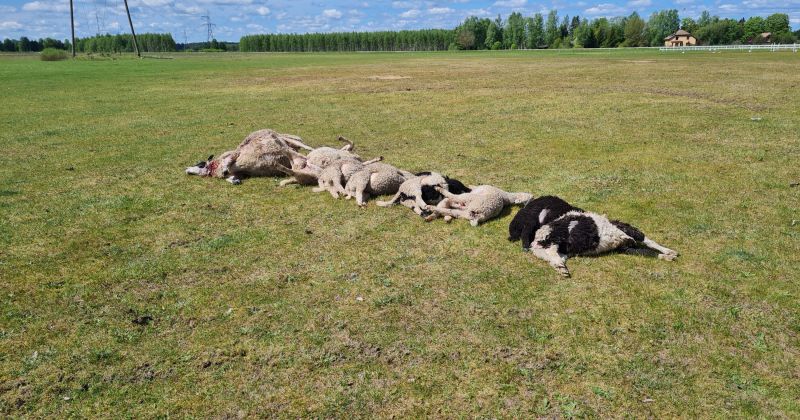 Visvairāk vilku uzbrukumu &scaron;ogad reģistrēts Jēkabpils, Madonas, Balvu un Cēsu novadā