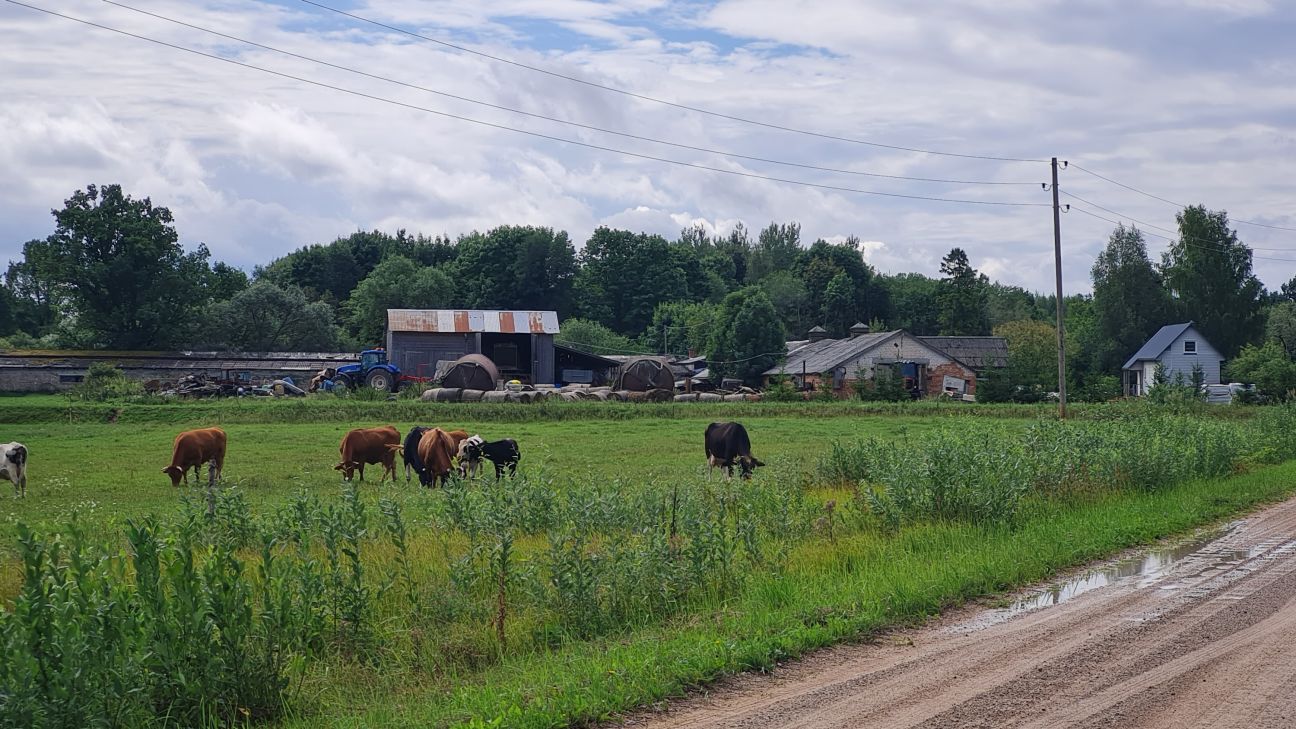 Cūku mēris Vīpes pagasta novietni skāris biodrošības prasību neievērošanas dēļ