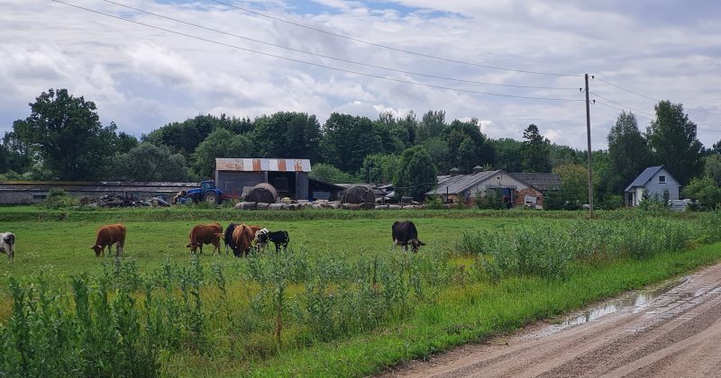 Cūku mēris Vīpes pagasta novietni skāris biodro&scaron;ības prasību neievēro&scaron;anas dēļ