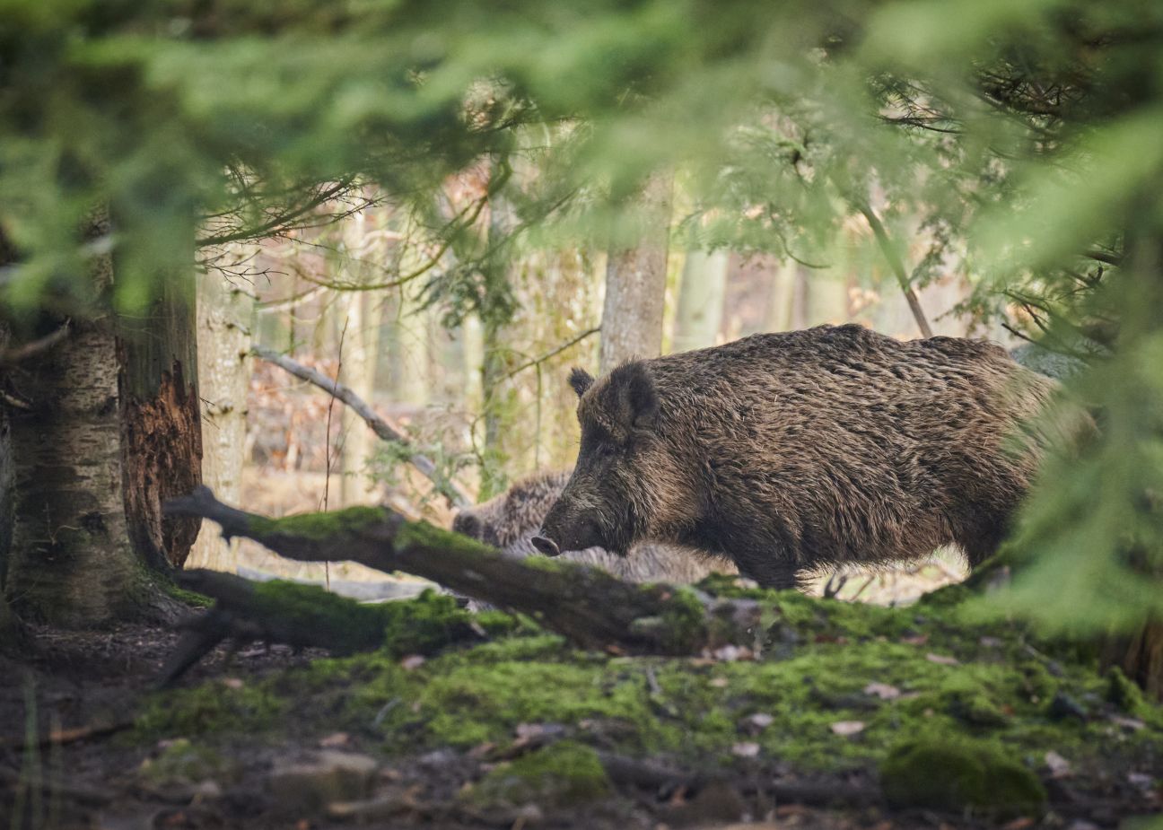 Nedēļas laikā Jēkabpils novadā cūku mēris konstatēts piecām mežacūkām
