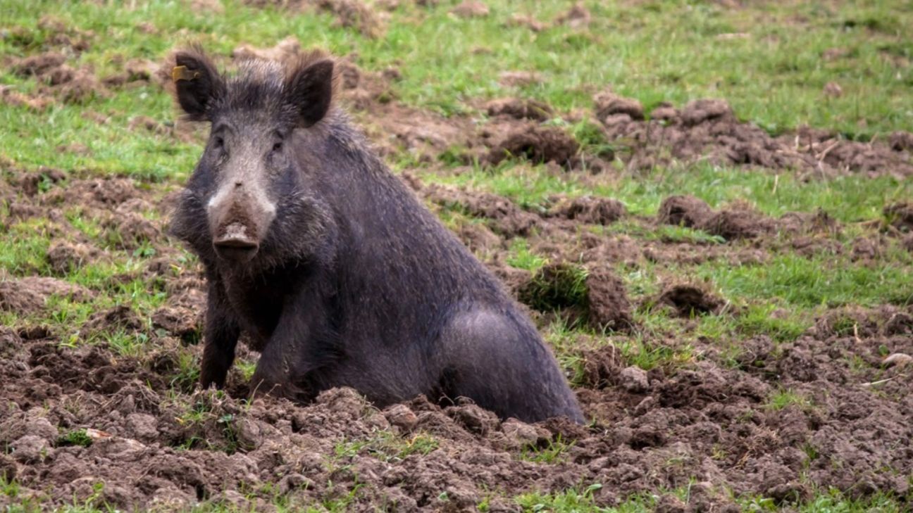 Nedēļas laikā Jēkabpils novadā konstatētas piecas ar cūku mēri slimas mežacūkas