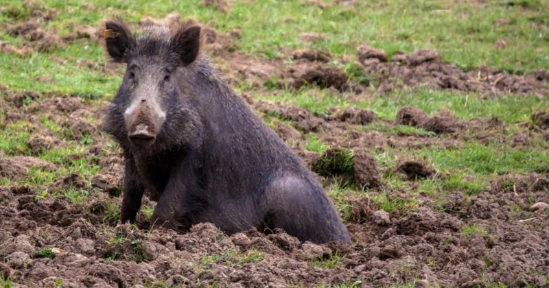 Nedēļas laikā Jēkabpils novadā konstatētas piecas ar cūku mēri slimas mežacūkas